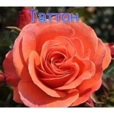Троянда Таттон (Роза Tatton)